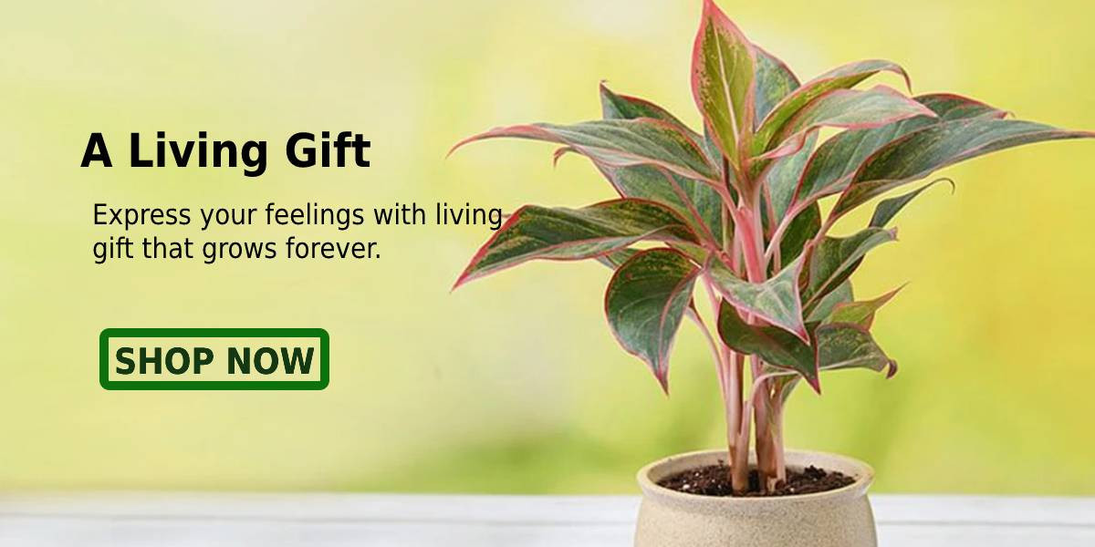 Agromart Nepal promo